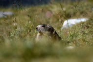 Marmotte