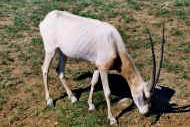 Oryx algazel