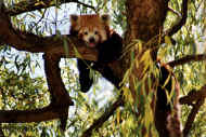 Panda roux
