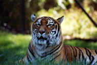 Tigre
